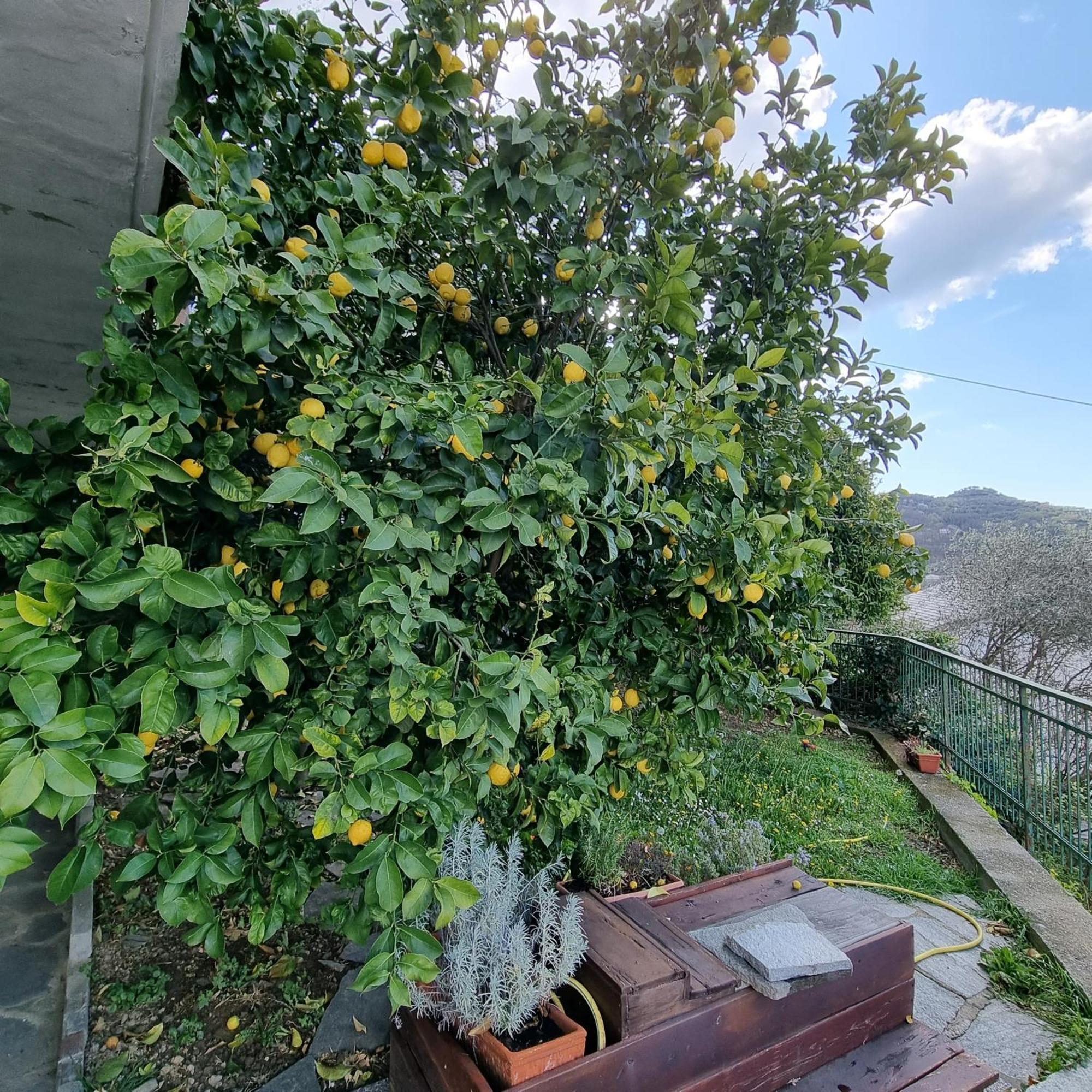 B&B La Terrazza Sui Fieschi Cogorno Luaran gambar
